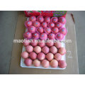 Fuji apple exporter in china